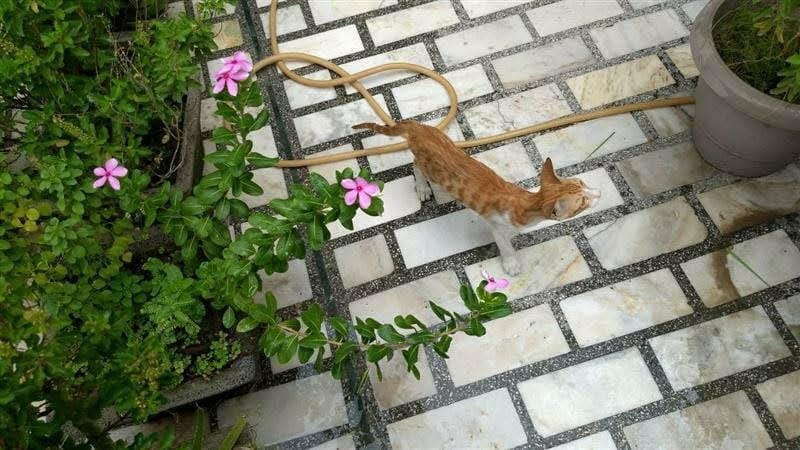 Cat 1