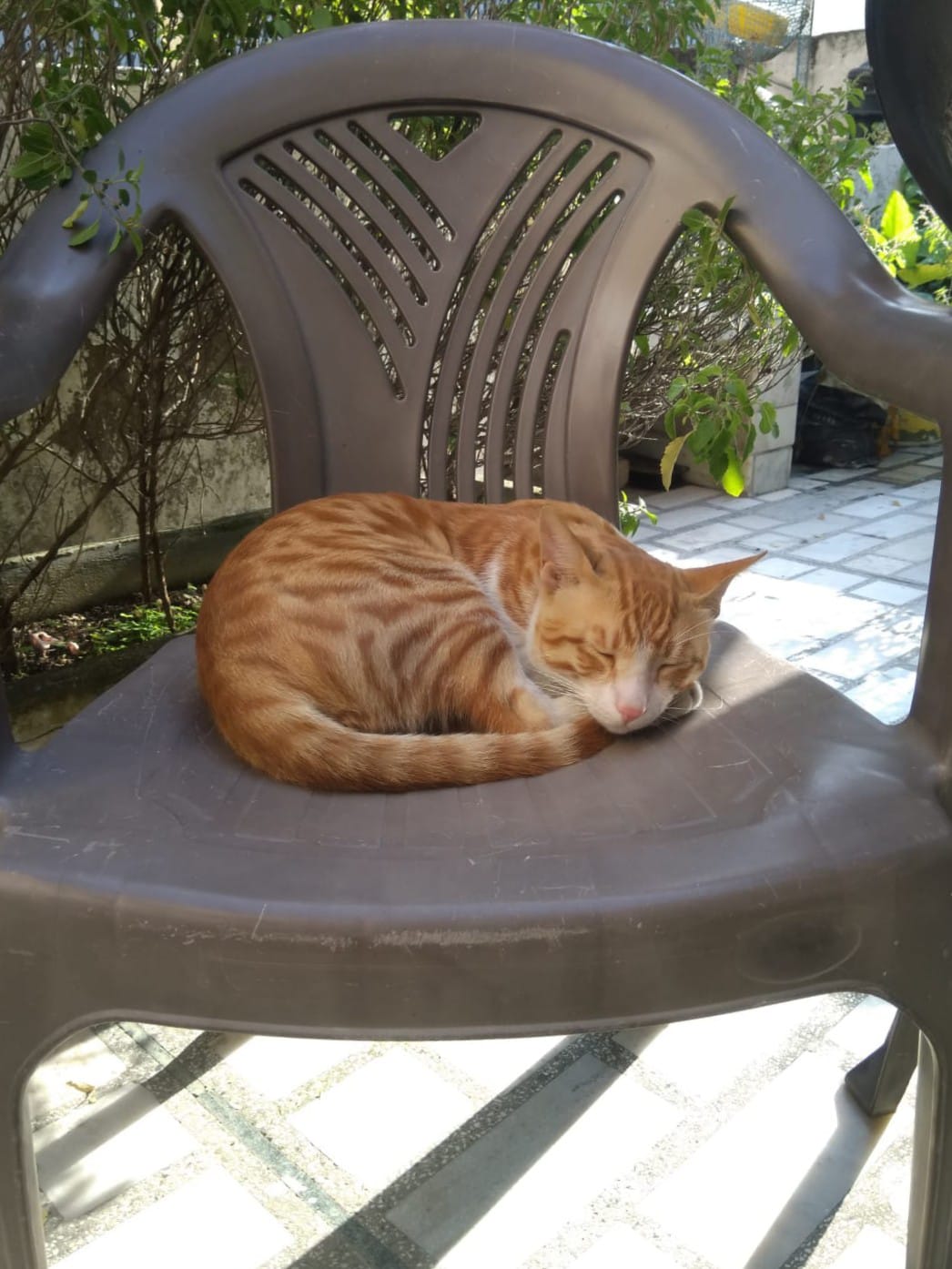 Cat 2