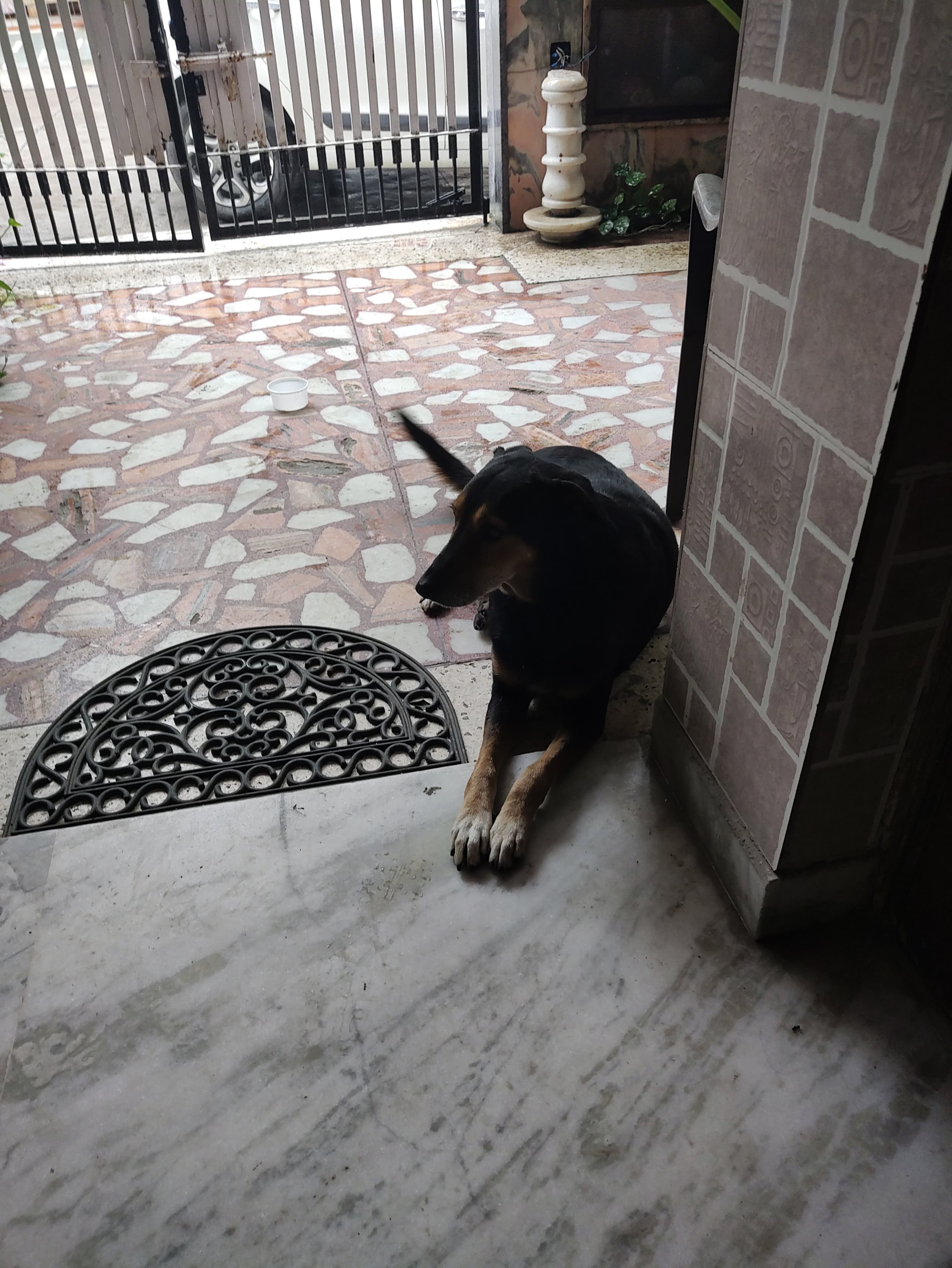 Dog 1