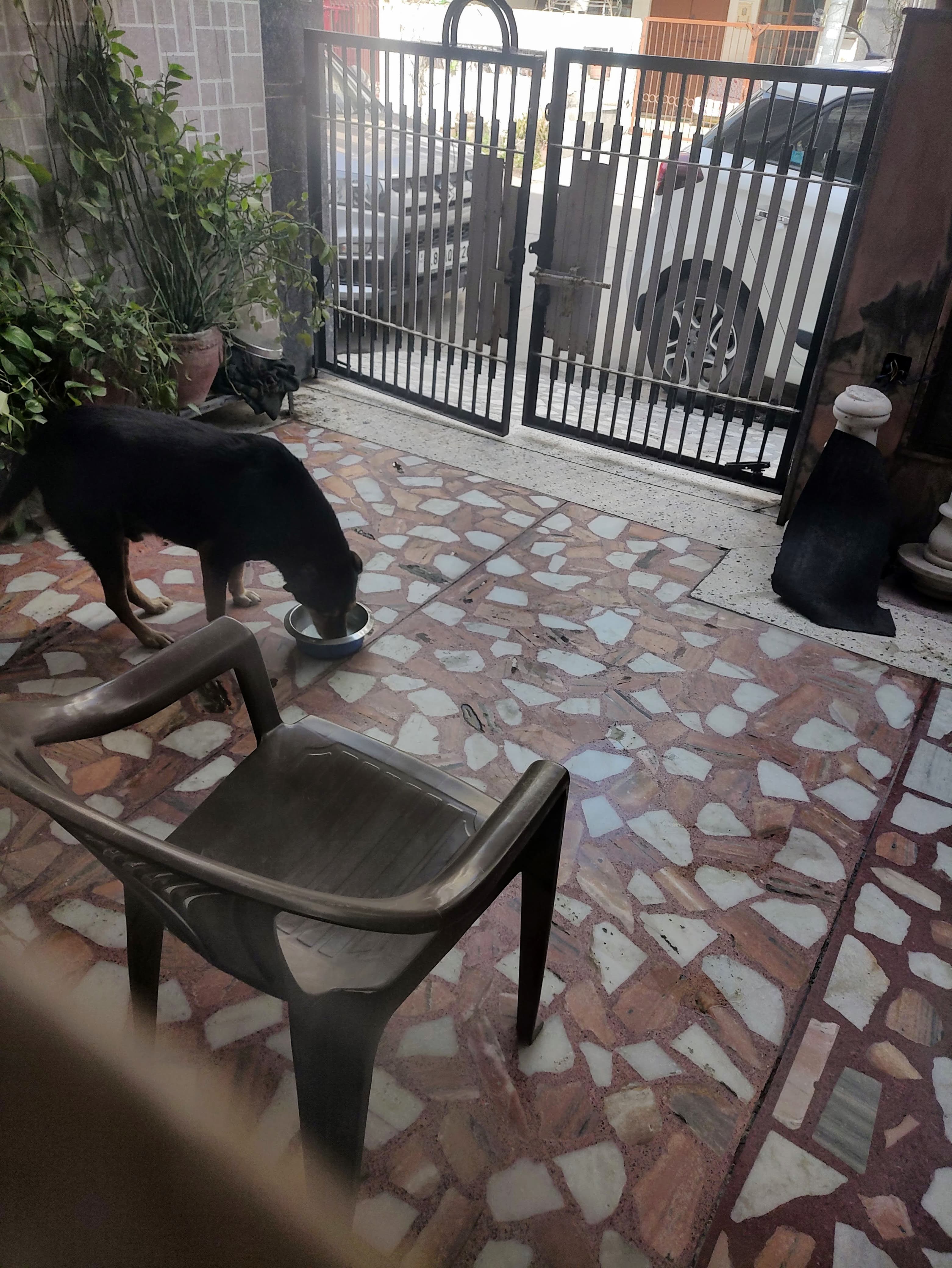 Dog 2